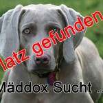 Hund schaut in die Kamera