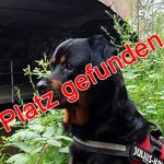 Hund sitzt da