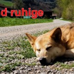 Hund liegt entspannt auf einem Weg