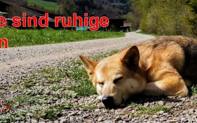 Hunde sind ruhige Wesen – Unnötiger Stress ist den Hund fremd