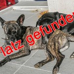 Zwei hunde liegen gemütlich nebeneinander