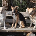 Drei Hunde Sitzen auf einer Parkbamk