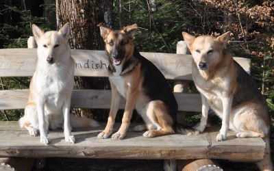 Mehrhundehaltung Teil 1 – Persönliche Erfahrungen