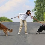 Eine Frau mir zewei Hunden und am Telefonieren. Der eine hund zihet nach rechts und der andere nach lincks