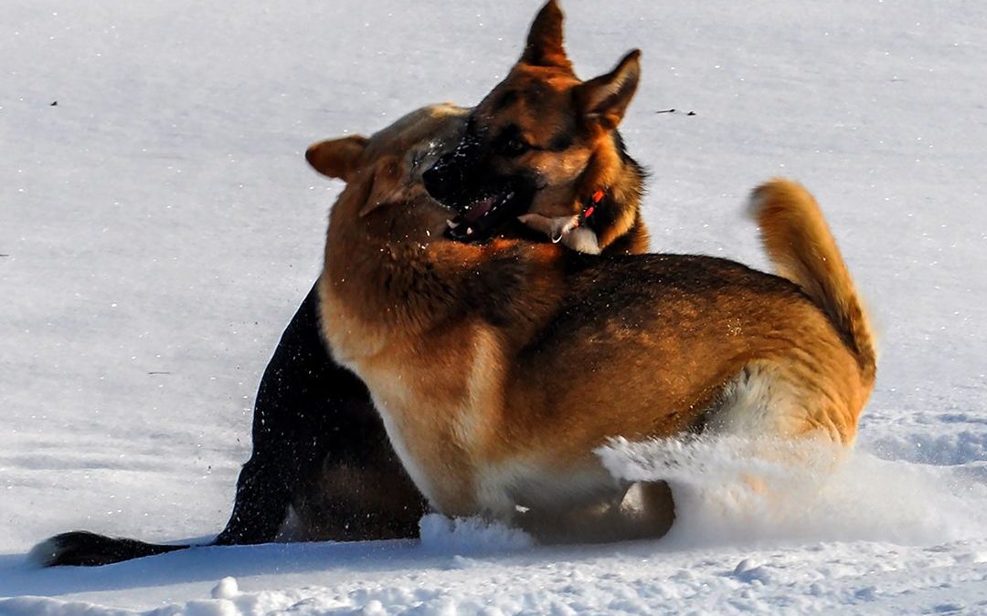 Zwei Hunde am spielin in einer Winterlandschaft