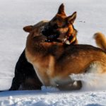Zwei Hunde am spielin in einer Winterlandschaft
