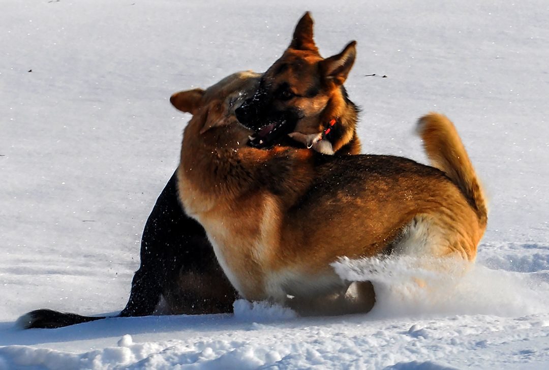 Zwei Hunde am spielin in einer Winterlandschaft