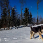 Hund geht durch den Schnee
