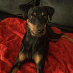 Hund liegt auf einer roten Decke